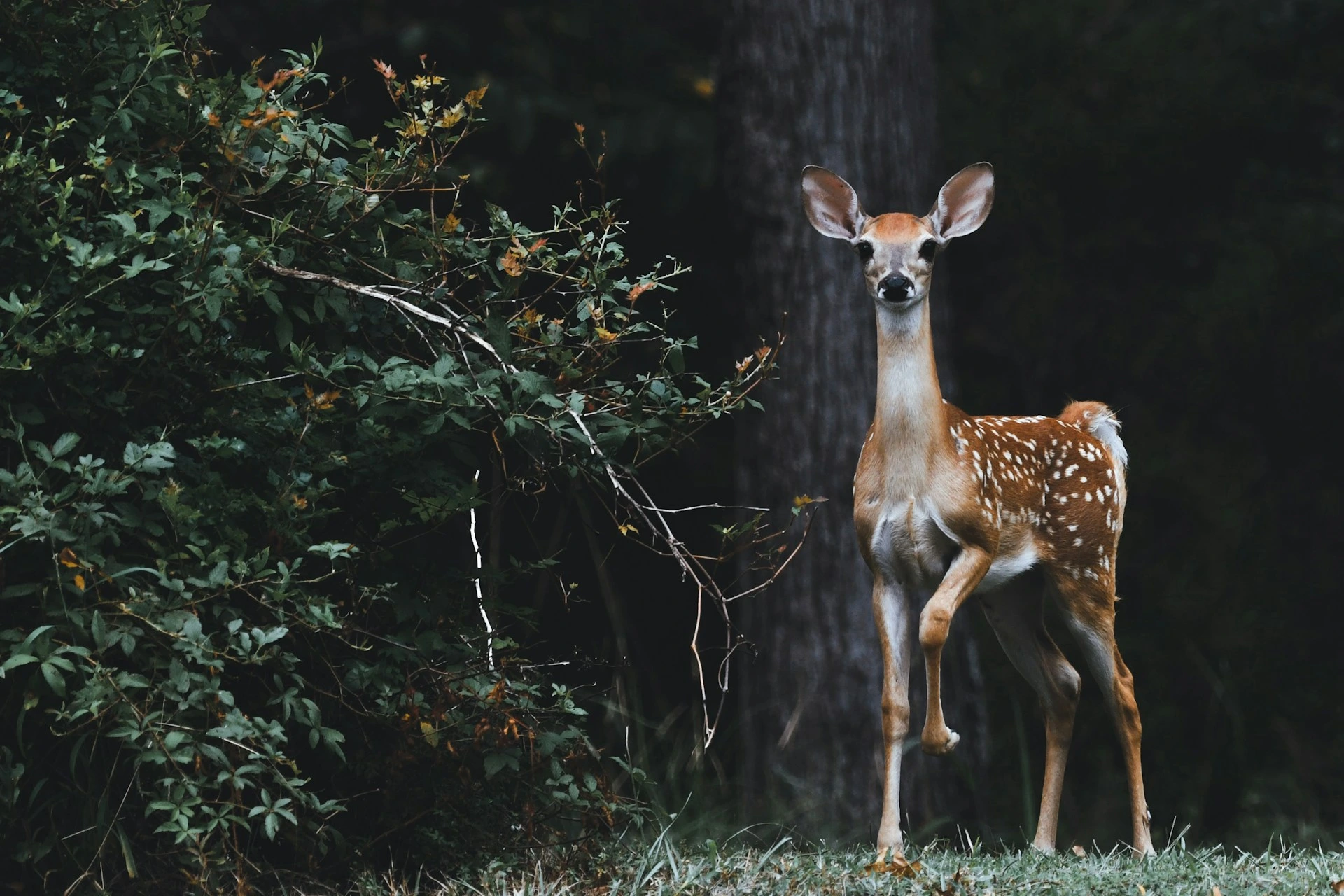 Google Lanserar SpeciesNet, En Open-Source AI f&ouml;r Identifiering av Vilda Djur